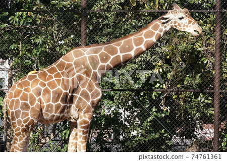 Giraffe ~ Nogeyama Zoo ~ Giraffe ~ Nogeyama Zoo ~ 74761361