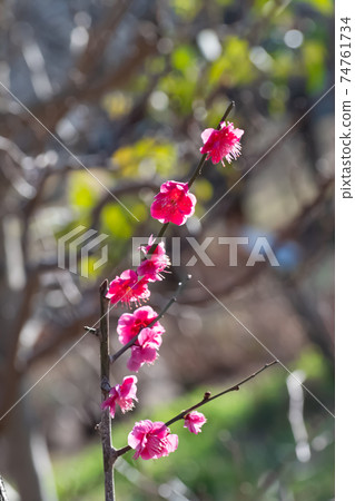 Plum blossoms Yaesu kara 74761734