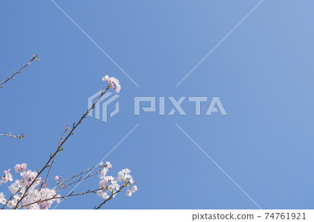 Sakura Bloom-Spring Arrival Normal Version 3: 2 Version Sakura Bloom-Spring Arrival Normal Version 3: 2 Version 74761921