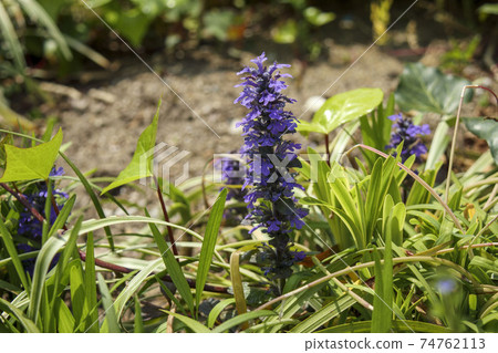 Ajuga, a small purple flower that blooms in a vertically extending mass 74762113