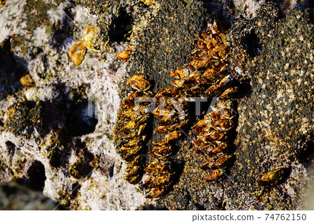Shellfish capitulum mitella Shellfish capitulum mitella 74762150