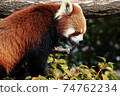 小熊貓 74762234