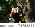 小熊貓 74762235