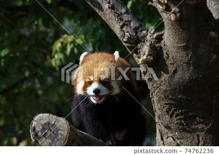 小熊貓 74762236