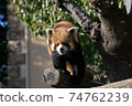 小熊貓 74762239