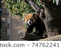 小熊貓 74762241