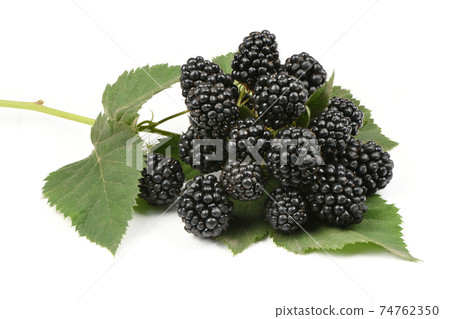 Ripe blackberry 74762350