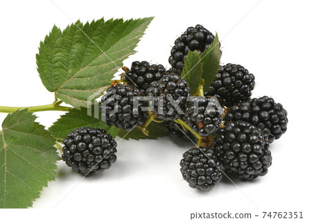 Ripe blackberry 74762351