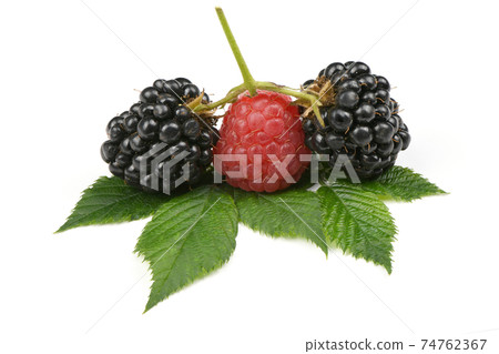 Ripe blackberry and raspberry 74762367