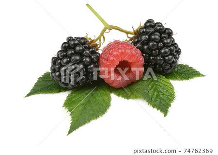 Ripe blackberry and raspberry 74762369