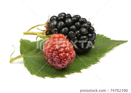 Ripe and unripe blackberry Ripe and unripe blackberry 74762390