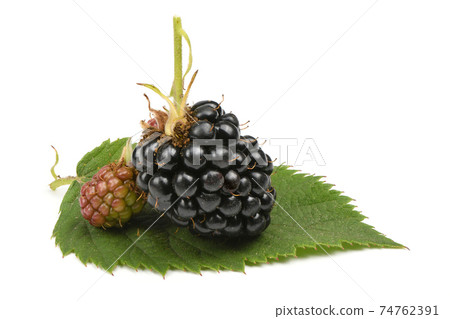 Ripe and unripe blackberry Ripe and unripe blackberry 74762391
