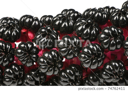 Ripe berries pokeweed Ripe berries pokeweed 74762411