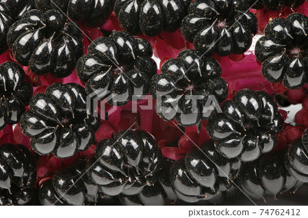 Ripe berries pokeweed Ripe berries pokeweed 74762412