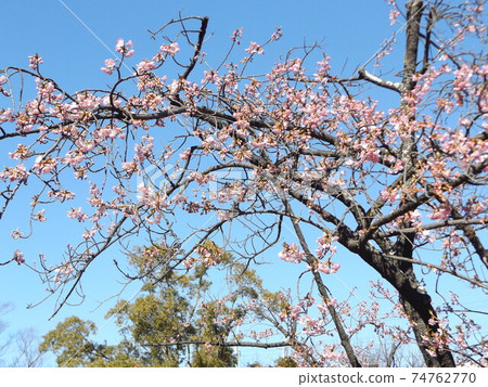 Kawazu cherry blossom pink flowers in front of Inage Kaigan Station in full bloom 74762770