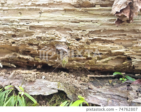 Decayed timber 74762807