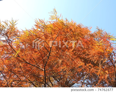 many Larix deciduous trees yellowed many Larix deciduous trees yellowed 74762877