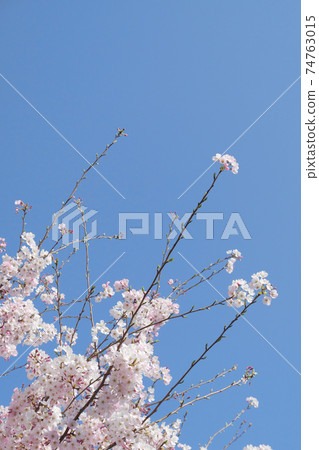 Sakura Bloom-Spring Arrival Normal Version 3: 2 Version 74763015