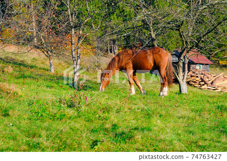 A young red horse is grazing in the meadow. A young red horse is grazing in the meadow. 74763427