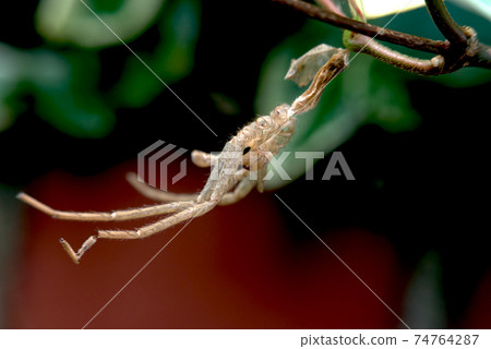 蜘蛛的外殼 74764287