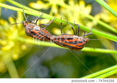 交配紅尾甲蟲 74764288