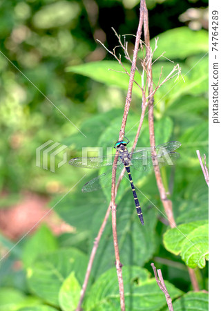 無霸勾蜓 74764289