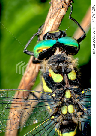 無霸勾蜓 無霸勾蜓 74764290