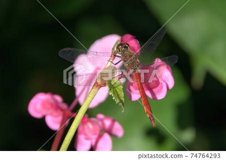 Red dragonfly Red dragonfly 74764293