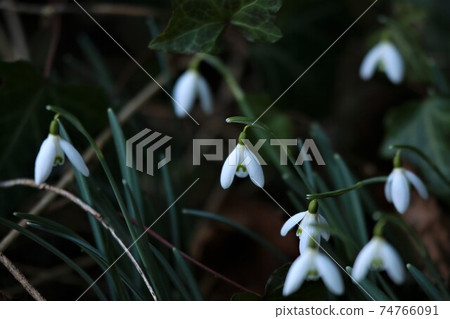 Galanthus - Snowdrops in the bed as a close up Galanthus - Snowdrops in the bed as a close up 74766091