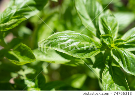 羅勒葉接受陽光(9月)家庭花園 羅勒葉接受陽光(9月)家庭花園 74766318