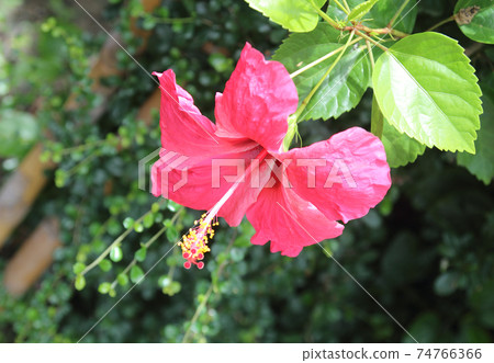 Beautiful pink hibiscus flower in garden Beautiful pink hibiscus flower in garden 74766366