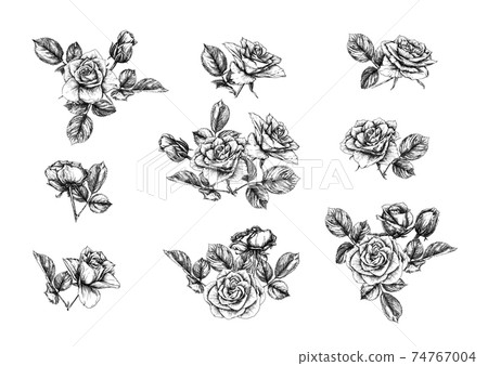 Roses flowers Clip art, set of elements for design - Stock Illustration ...