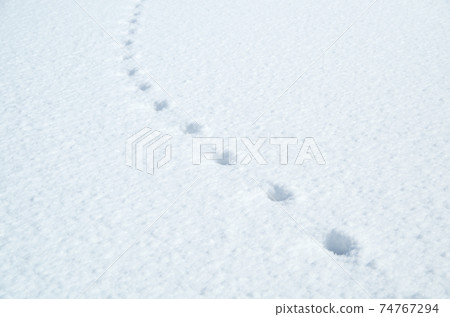 Equally spaced footprints on the white flat surface of fresh snow Equally spaced footprints on the white flat surface of fresh snow 74767294