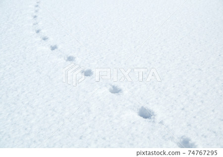 Equally spaced footprints on the white flat surface of fresh snow Equally spaced footprints on the white flat surface of fresh snow 74767295