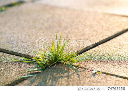 Closeup detail of weed green plant growing between concrete pavement bricks in summer yard. Closeup detail of weed green plant growing between concrete pavement bricks in summer yard. 74767358