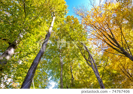 Perspective from down to up view of autumn forest with bright orange and yellow leaves. Dense woods with thick canopies in sunny fall weather. Perspective from down to up view of autumn forest with bright orange and yellow leaves. Dense woods with thick canopies in sunny fall weather. 74767406