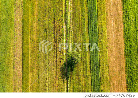 Aerial view of a single tree growing lonely on green agricultural fields in spring with fresh vegetation after seeding season on a warm sunny day. Aerial view of a single tree growing lonely on green agricultural fields in spring with fresh vegetation after seeding season on a warm sunny day. 74767459