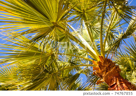 Perspective down view of fresh green palm trees in tropical region against blue vibrant sky in summer. Perspective down view of fresh green palm trees in tropical region against blue vibrant sky in summer. 74767855