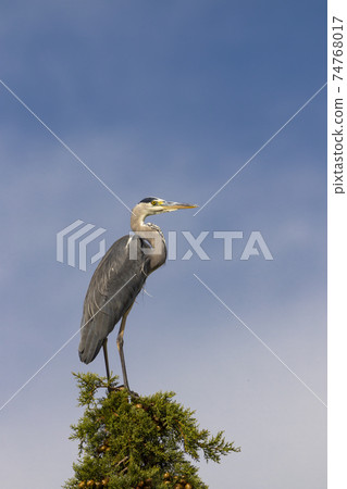 Gray heron in Parco Naturale della Maremma, Tuscany, Italy Gray heron in Parco Naturale della Maremma, Tuscany, Italy 74768017
