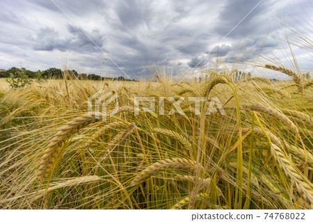 Rye sown just before the harvest, Western Bohemia, Czech Republic 74768022