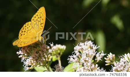 Silver-washed fritillary butterfly in natural environment, National park Slovensky raj, Slovakia 74768336
