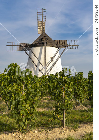Vineyard near Windmill Retz, Lower Austria, Austria Vineyard near Windmill Retz, Lower Austria, Austria 74768344