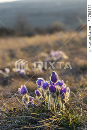 Pasque flower, National park Podyji, Southern Moravia, Czech Republic Pasque flower, National park Podyji, Southern Moravia, Czech Republic 74768523