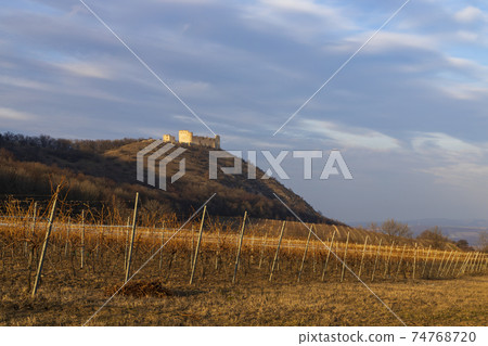 ruins of Devicky Castle with vineyards, Czech Republic 74768720