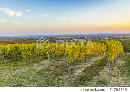 vineyard near Unterretzbach in the Weinviertel region, Lower Austria, Austria vineyard near Unterretzbach in the Weinviertel region, Lower Austria, Austria 74768739