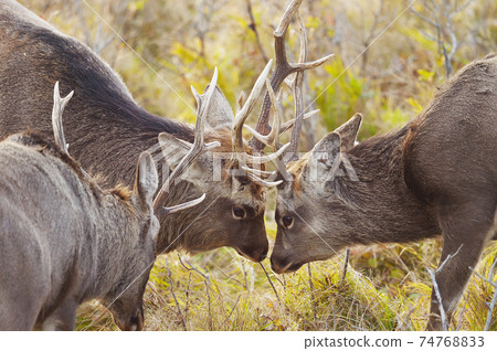 Sika deer (Hokkaido) 74768833