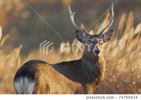 Male sika deer illuminated by the rising sun 74768834