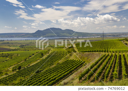 Vineyards near Nove Mlyny reservoir with Palava in Southern Moravia, Czech Republic 74769012