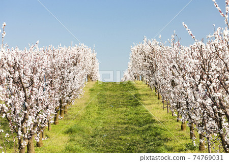 Landscape with blossoming orchard in Spring Landscape with blossoming orchard in Spring 74769031