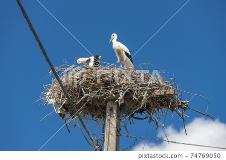 Storks near village Hortobagy, NP Hortobagy, Hungaria 74769050